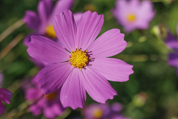 Obraz premium Beautiful Cosmos flower in the garden.