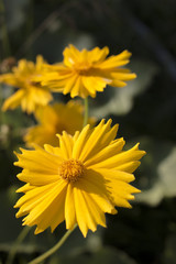 Close up of Yellow flower in the garden.