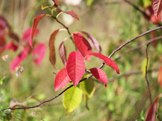 Naklejka na ściany i meble red bird cherry leaf in autumn, shallow depth of field