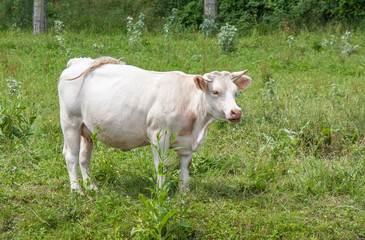 Vache charolaise en pature 