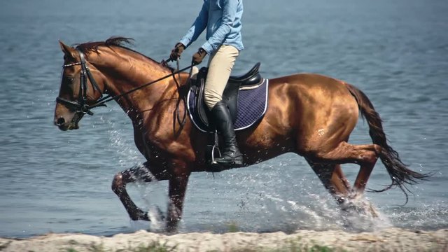 Slow motion tracking of bloodstock Russian Don mare with female rider trotting on lake water and then stepping on shore