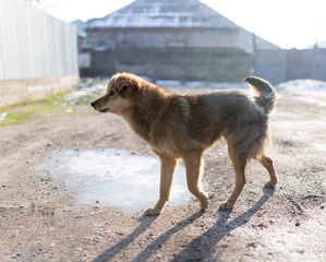 beautiful dog portrait in nature