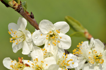Detail of cherry blossom with yellow pistils and raindrops