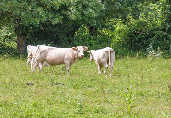 Naklejka premium Vache charolaise en pature 