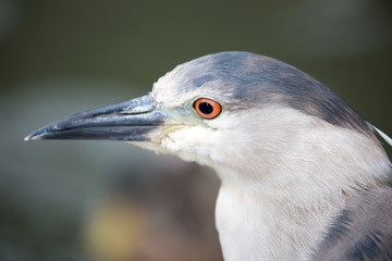 Black-Crowned Night Heron (Nycticorax nycticorax) Adult head. San Francisco, California, USA.