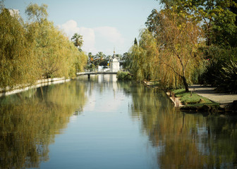 Fototapeta na wymiar swans on the Rivers