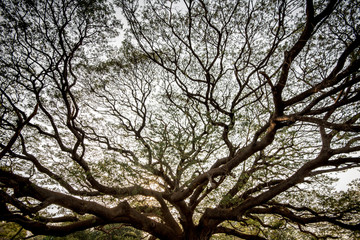 Fototapeta premium Amazing tree