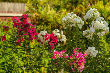 Obraz premium Phlox