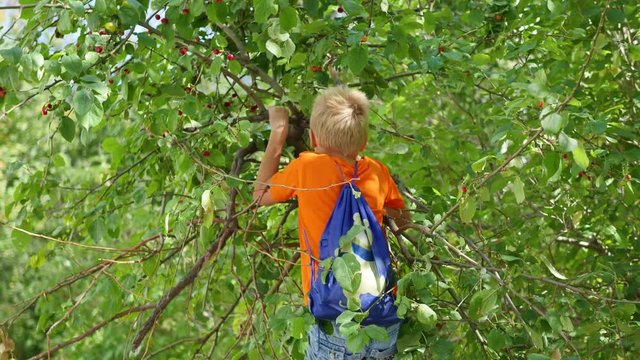 the child climbed the tree and picks up apples