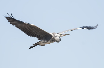 Grey Heron 