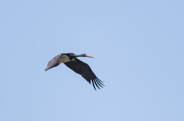 Black Stork