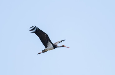 Black Stork