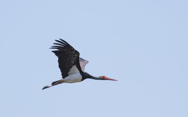 Black Stork