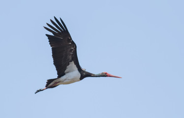 Naklejka premium Black Stork