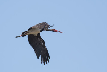 Black Stork