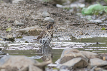 Song Thrush
