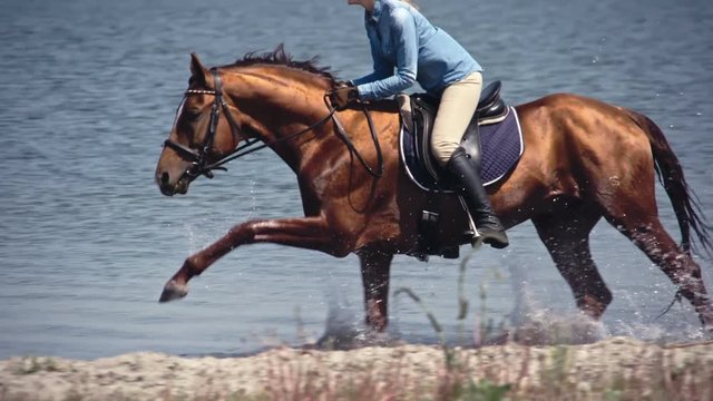 Tracking of Russian Don brown horse with shining hair galloping on lake with woman rider in slow motion
