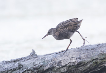 Water Rail 