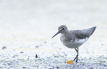 Green Sandpiper