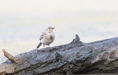 White Wagtail
