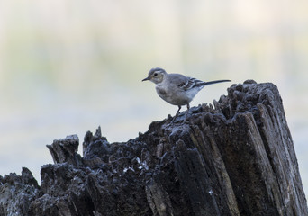 White Wagtail