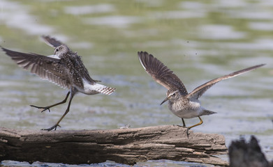 Wood Sandpiper
