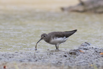 Green Sandpiper