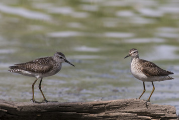 Wood Sandpiper