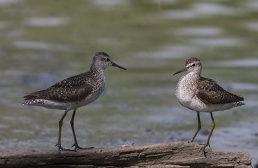 Wood Sandpiper