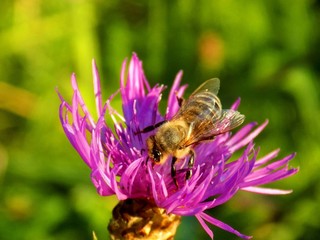 Bee pollinating pink flower on meadow during spring