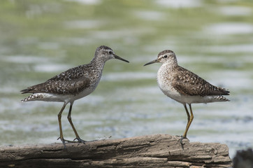 Wood Sandpiper