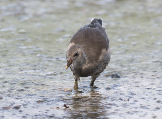 Young Common Moorhen