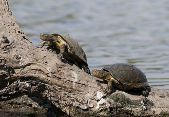 European pond turtle