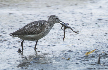 Wood Sandpiper
