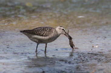 Wood Sandpiper