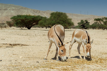 The onager (Equus hemionus) is a brown Asian wild donkey inhabiting nature reserve park near Eilat