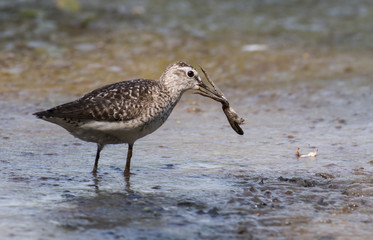 Wood Sandpiper