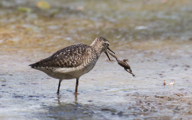 Wood Sandpiper