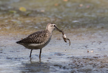 Obraz premium Wood Sandpiper