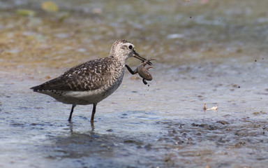 Wood Sandpiper