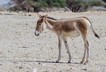 Naklejka na ściany i meble Young onager (Equus hemionus). The species is a brown Asian wild donkey inhabiting nature reserve park near Eilat