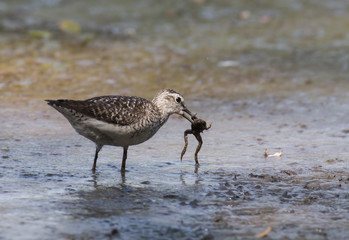 Wood Sandpiper