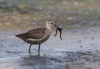 Wood Sandpiper