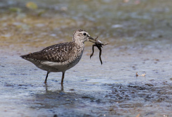 Wood Sandpiper
