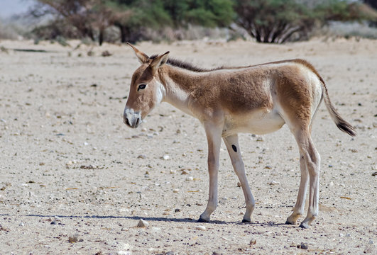 Young onager (Equus hemionus). The species  is a brown Asian wild donkey inhabiting nature reserve park near Eilat