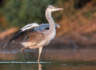 Grey Heron 