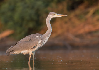 Grey Heron 