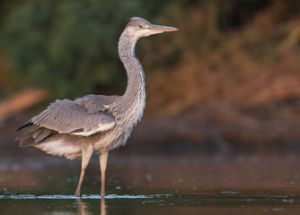 Grey Heron 