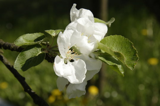 Fototapeta Kwiat jabłoni