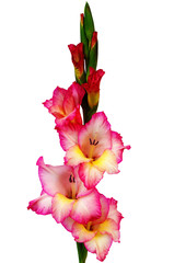 Pink gladiolus isolated on white background